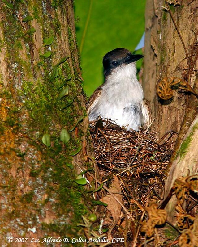 Loggerhead Kingbird