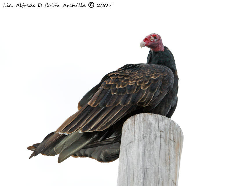 Turkey Vulture