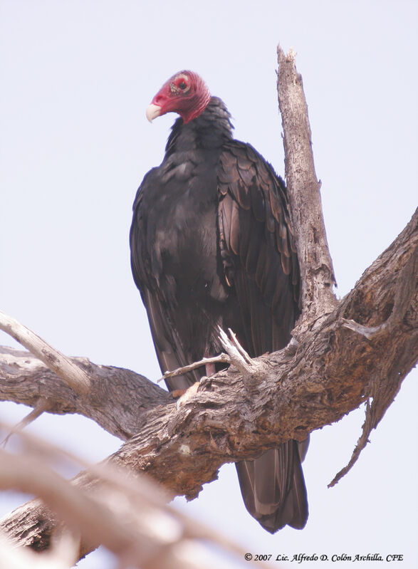 Urubu à tête rouge