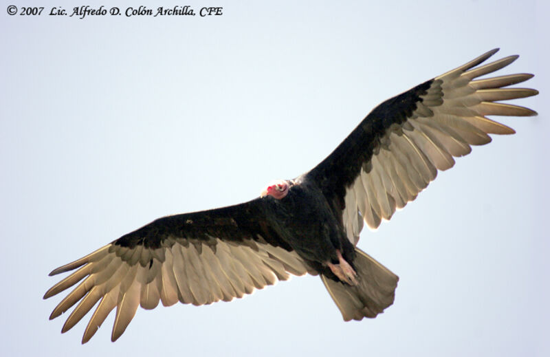 Turkey Vulture