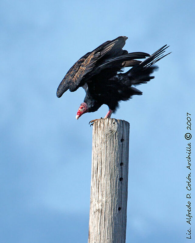 Turkey Vulture