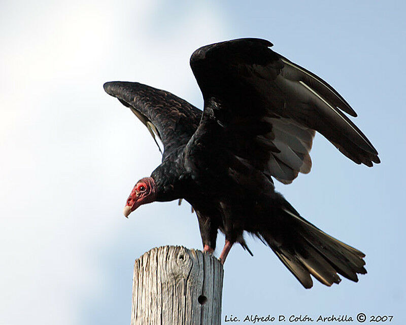 Turkey Vulture