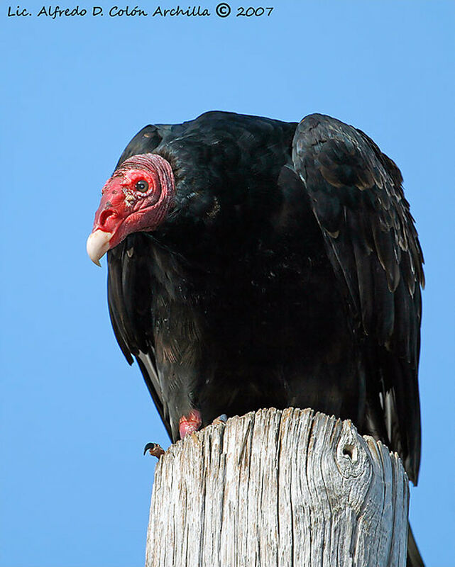 Turkey Vulture