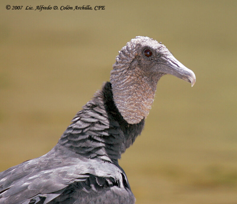 Black Vulture