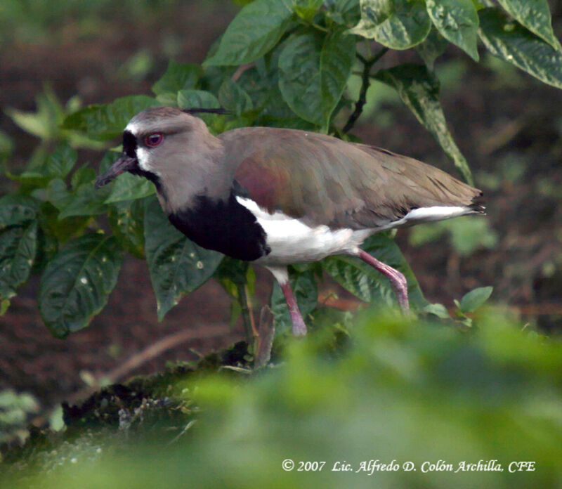 Southern Lapwing