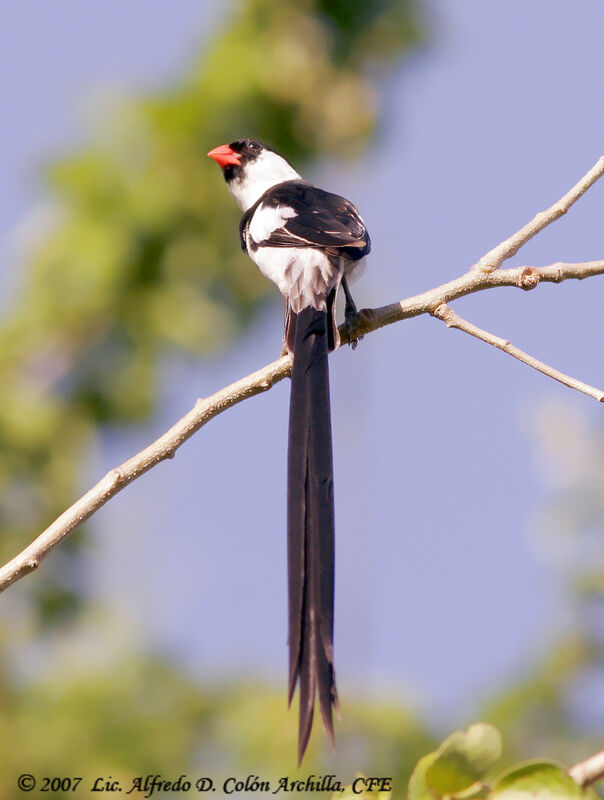 Pin-tailed Whydah male adult