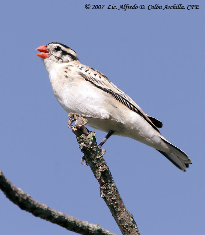 Pin-tailed Whydah female adult