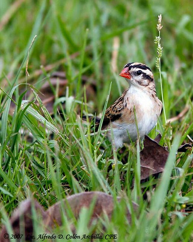 Pin-tailed Whydah female