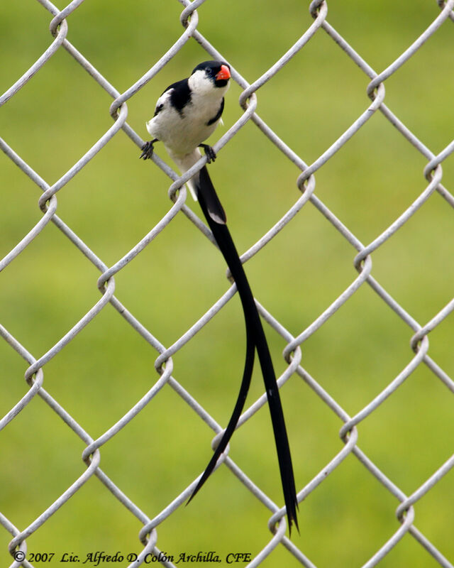 Pin-tailed Whydah male