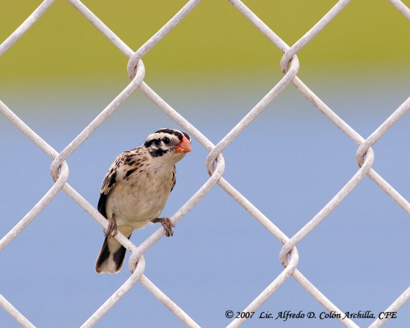 Pin-tailed Whydah female