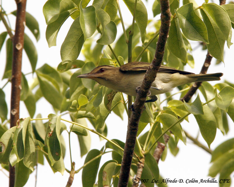 Black-whiskered Vireo