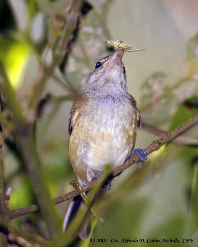 Puerto Rican Vireo