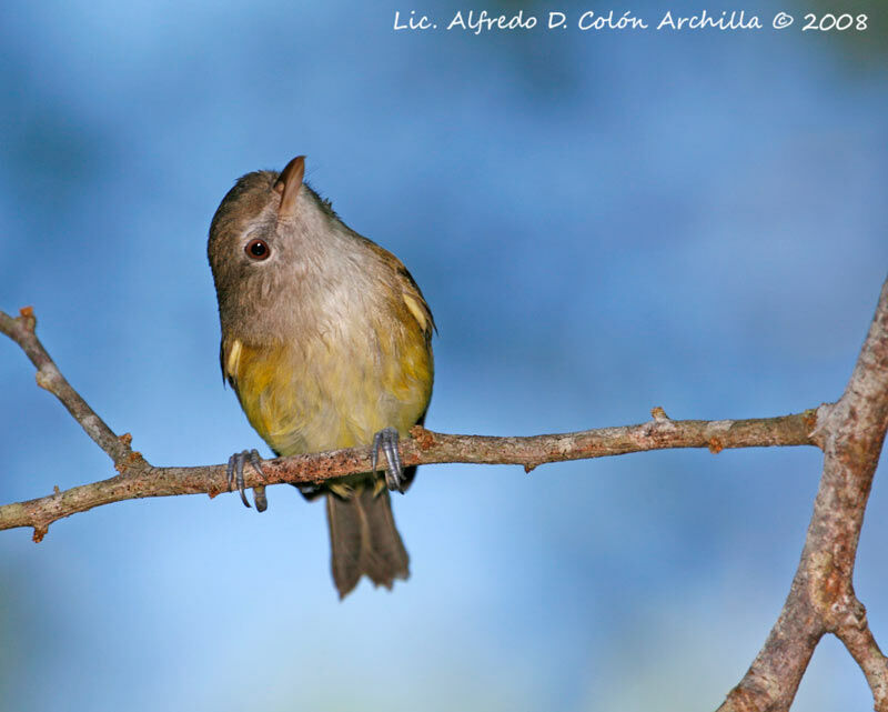 Puerto Rican Vireo