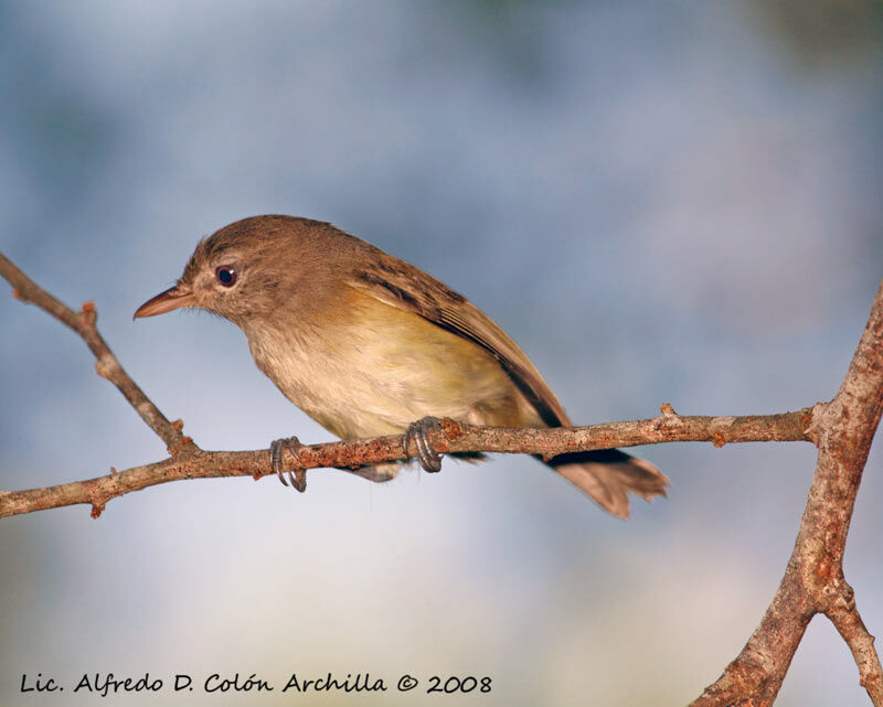 Puerto Rican Vireo