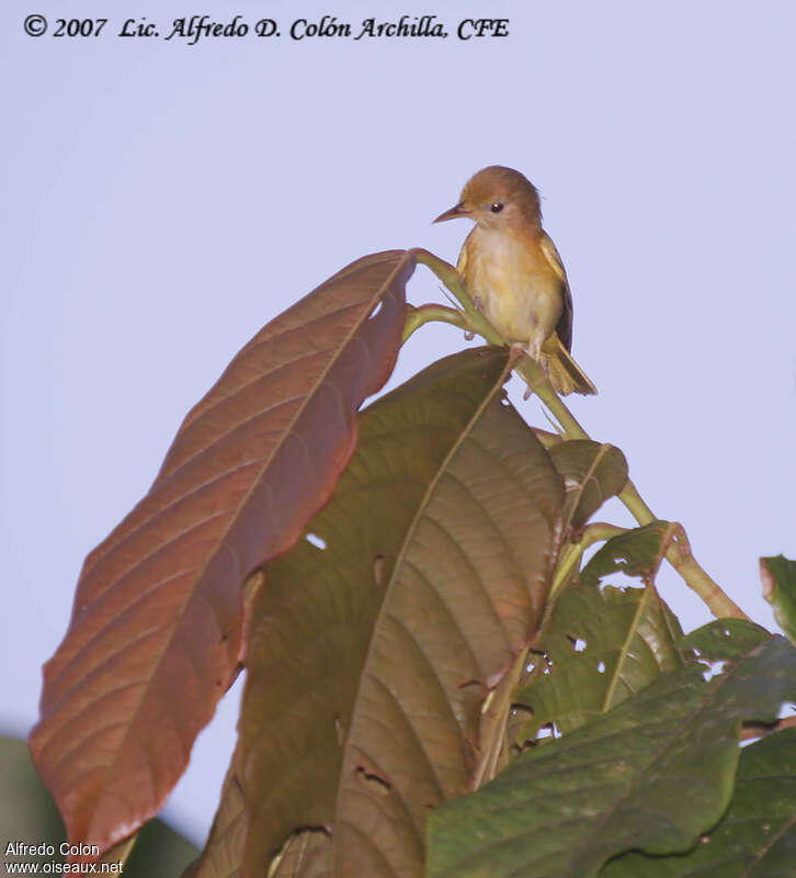 Golden-fronted Greenlet