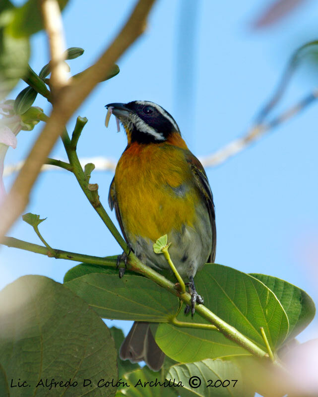 Zéna de Porto Rico mâle