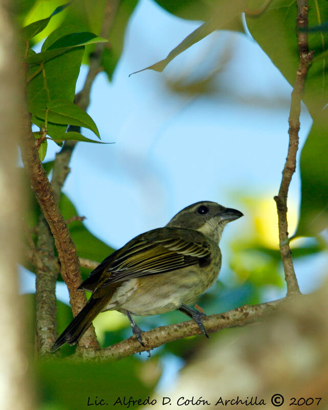 Puerto Rican Spindalis female