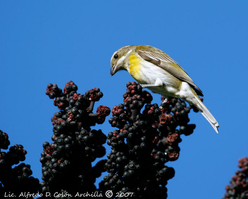 Puerto Rican Spindalis male juvenile