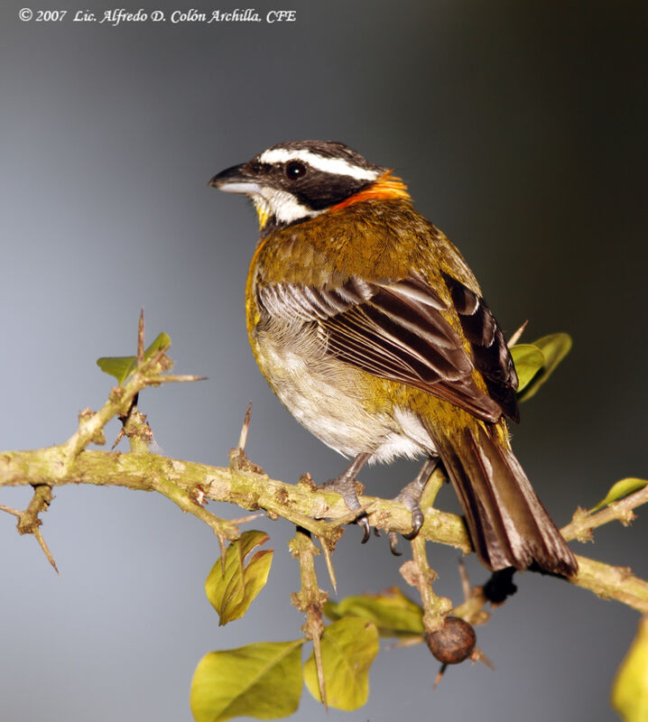 Puerto Rican Spindalis male adult