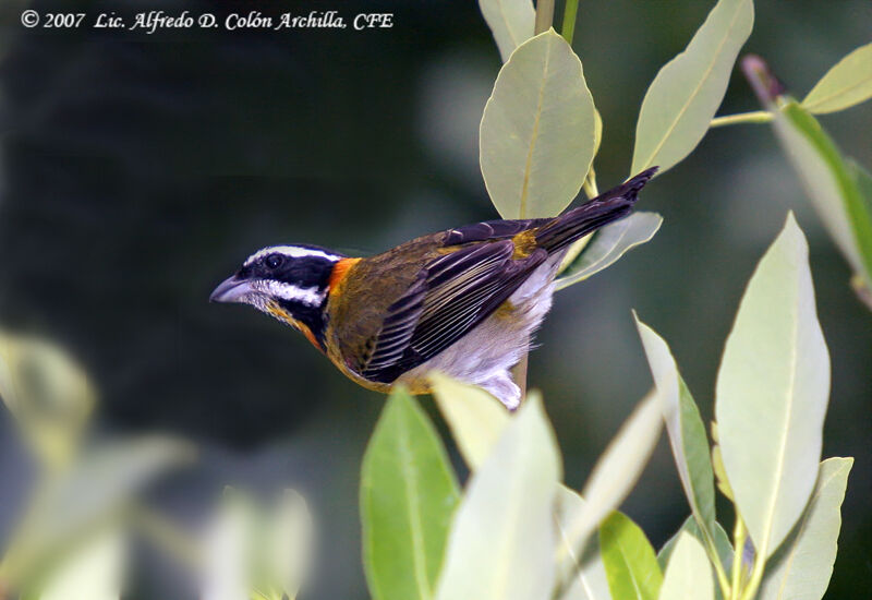 Puerto Rican Spindalis male