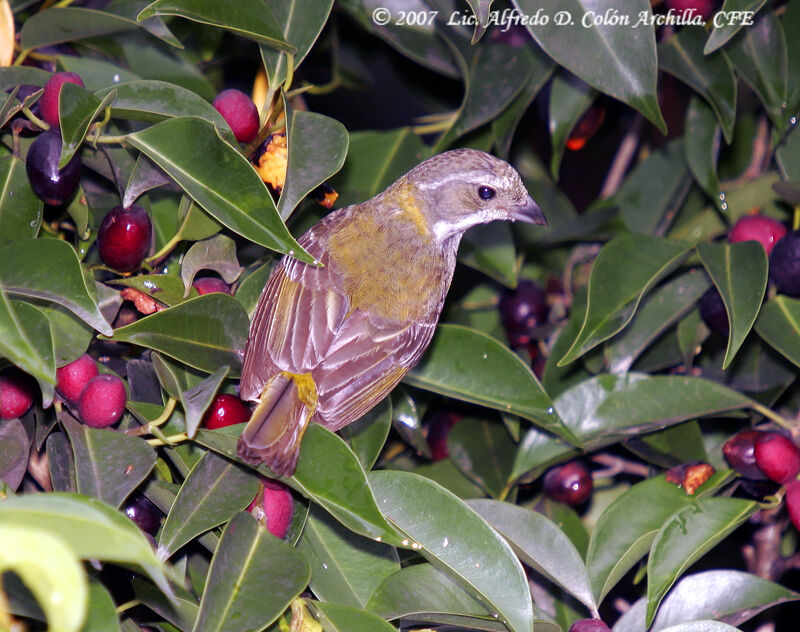 Puerto Rican Spindalis female