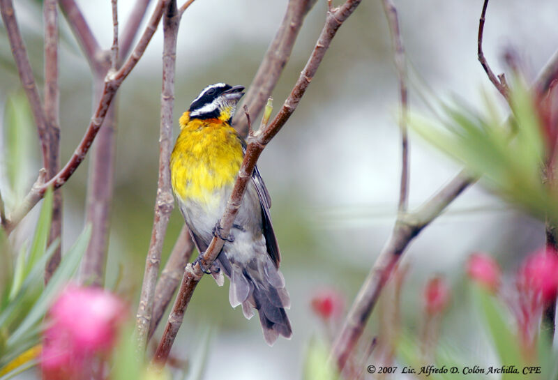 Puerto Rican Spindalis male