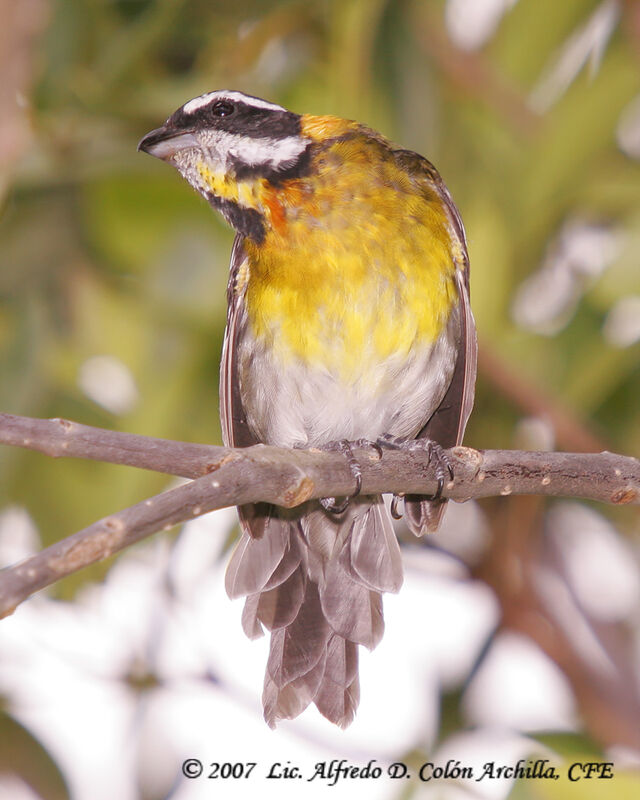 Puerto Rican Spindalis