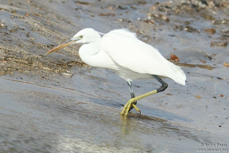 Aigrette des récifs