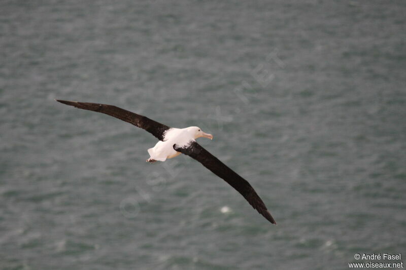 Northern Royal Albatross