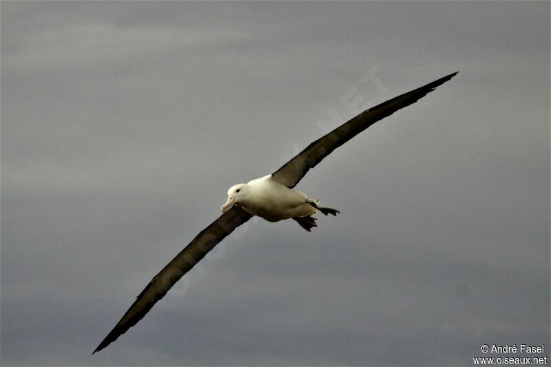 Northern Royal Albatross