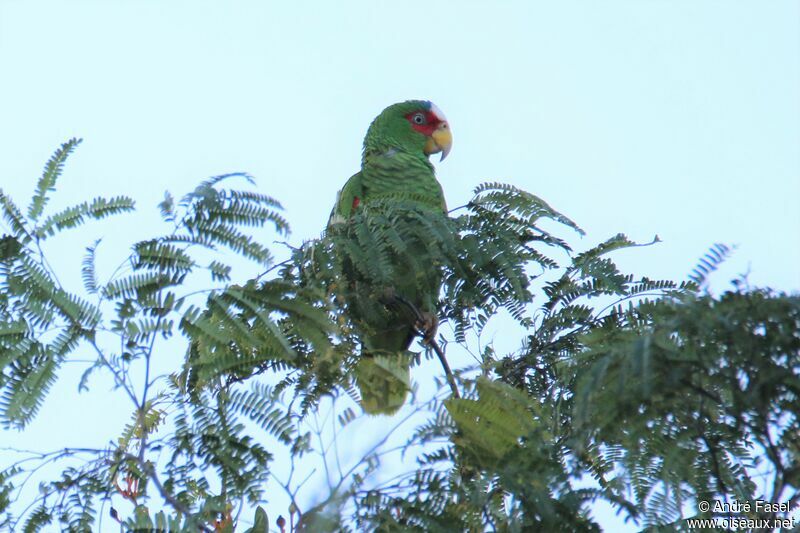 Amazone à front blanc