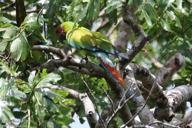 Great Green Macawadult, habitat, camouflage, pigmentation