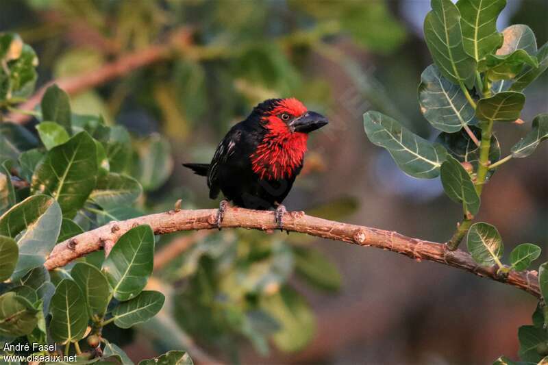 Black-billed Barbetadult, habitat