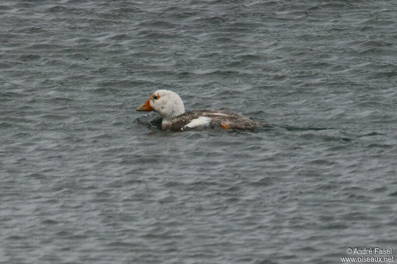 Chubut Steamer Duck male