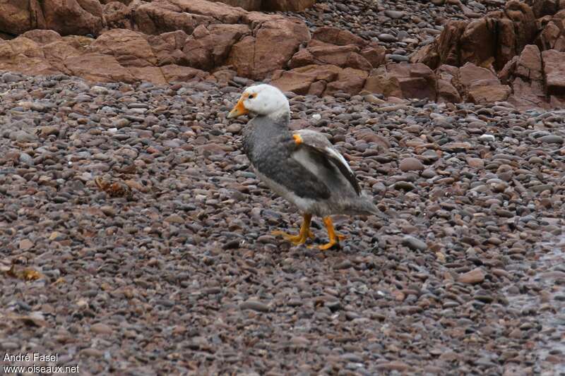 Chubut Steamer Duck male adult, identification