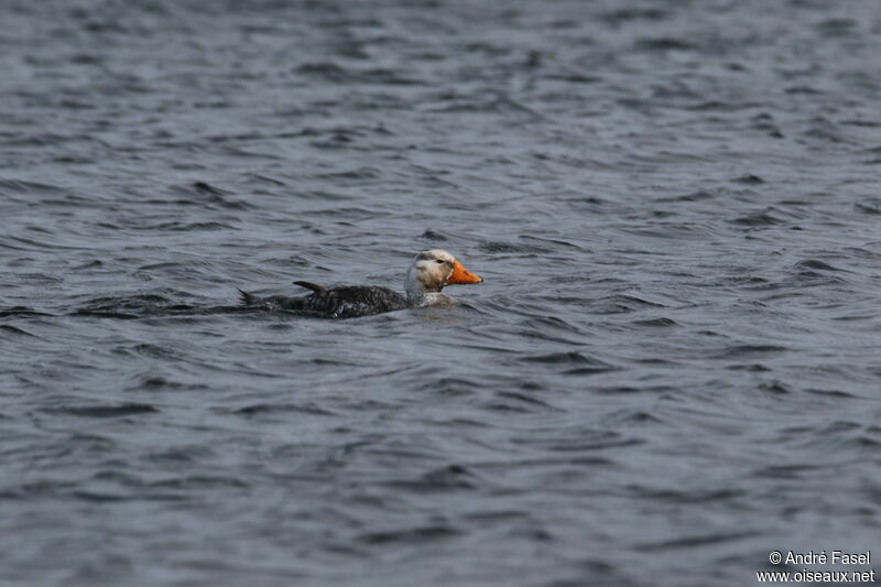 Falkland Steamer Duck