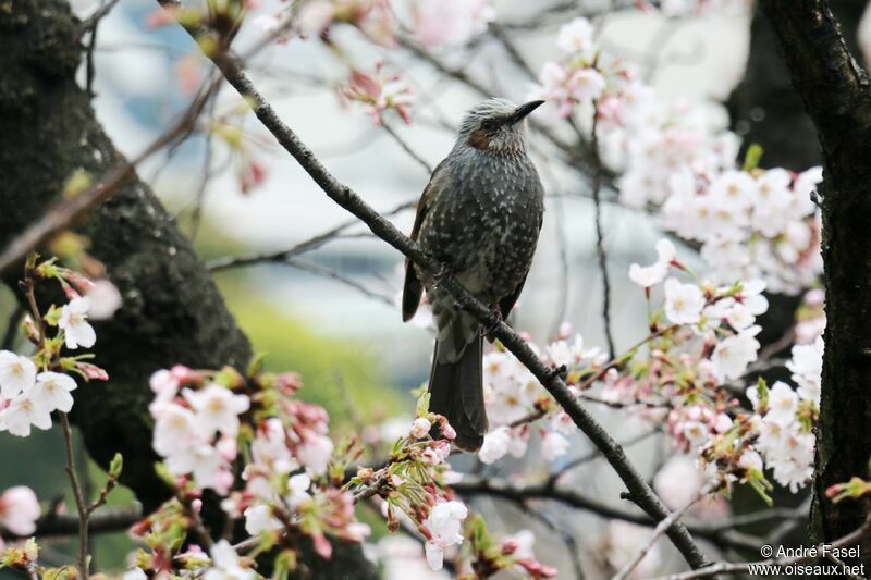 Bulbul à oreillons bruns