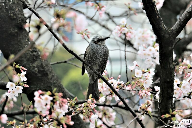 Brown-eared Bulbul