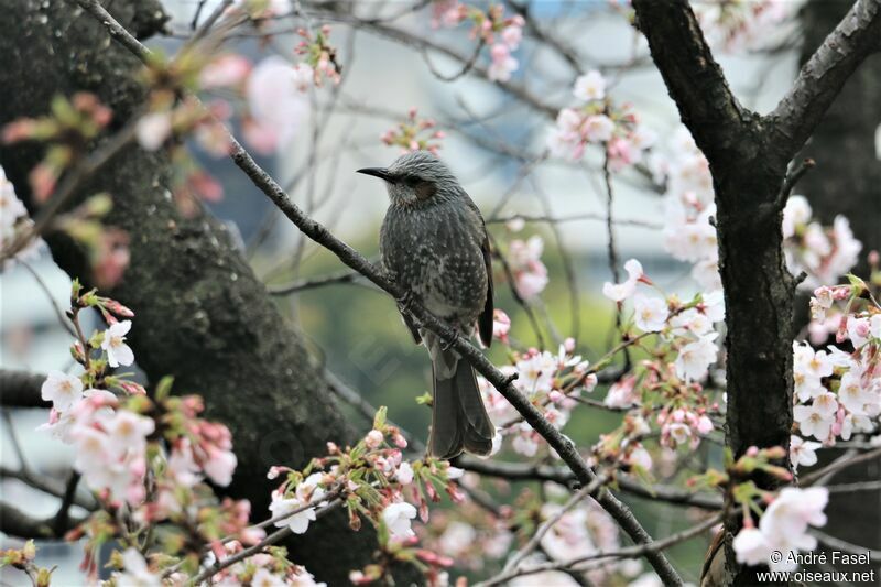 Bulbul à oreillons bruns