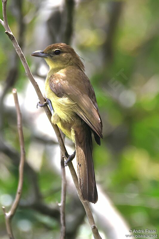 Bulbul à poitrine jaune