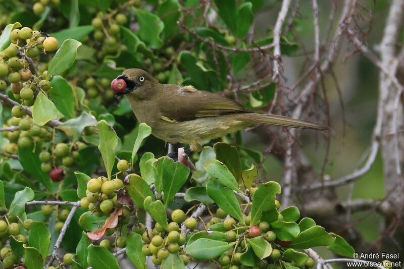 Sombre Greenbul