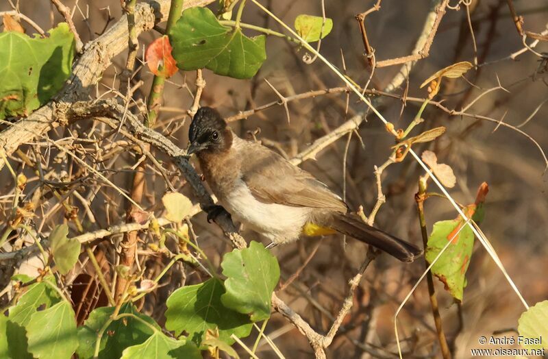 Bulbul tricolore