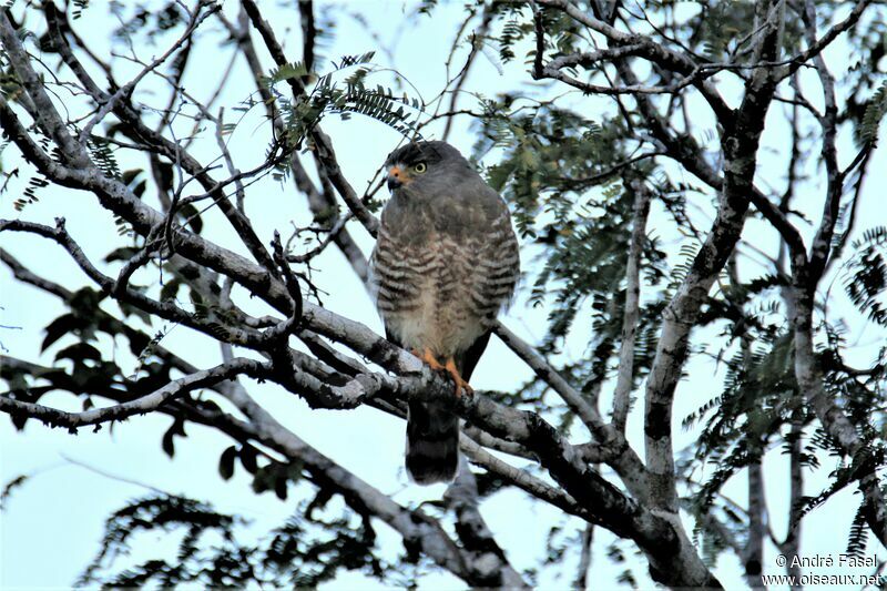 Roadside Hawk