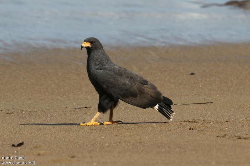 Common Black Hawkadult, identification