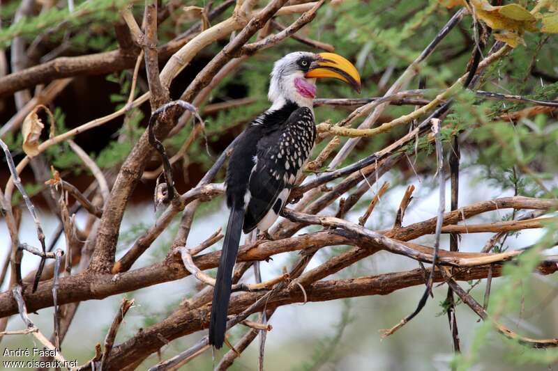 Eastern Yellow-billed Hornbill male adult, habitat, pigmentation