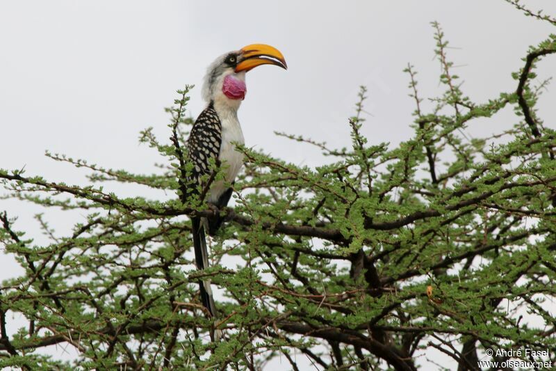 Eastern Yellow-billed Hornbilladult, song