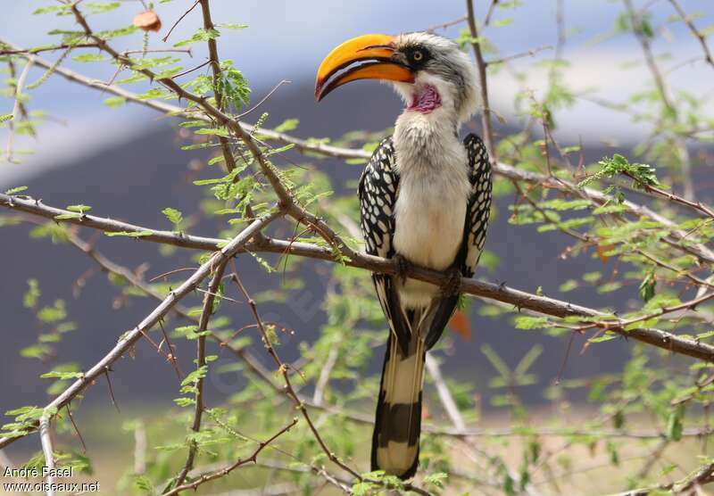 Eastern Yellow-billed Hornbilladult, close-up portrait, pigmentation