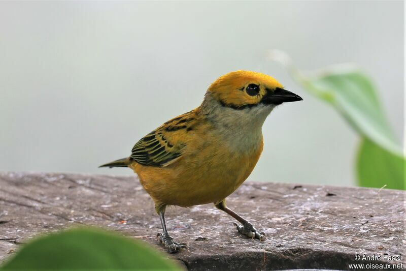 Silver-throated Tanager