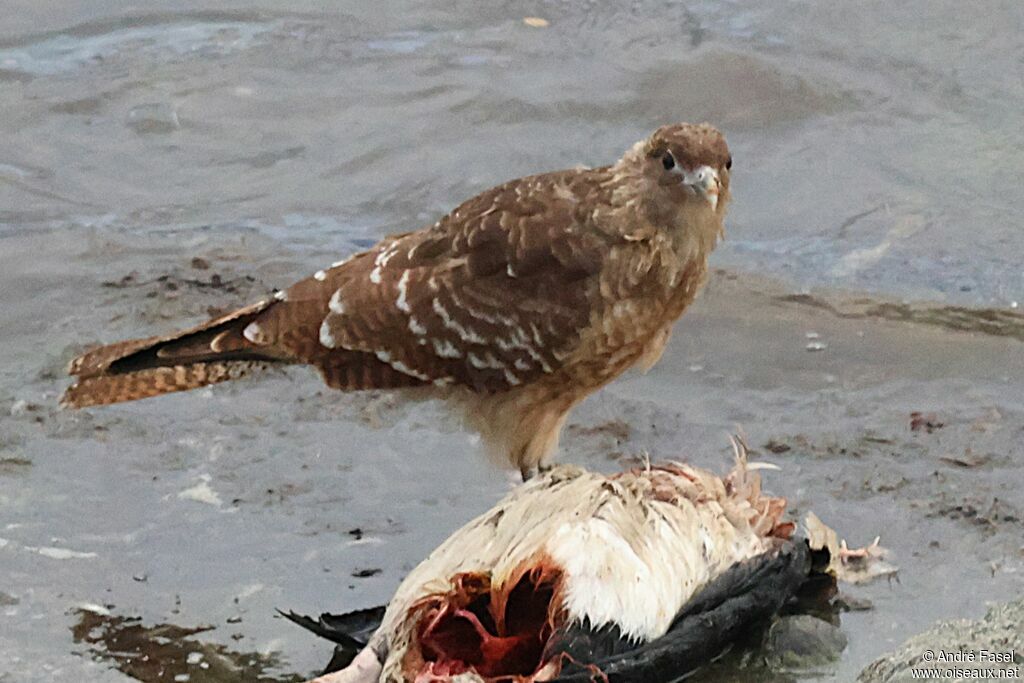 Chimango Caracara