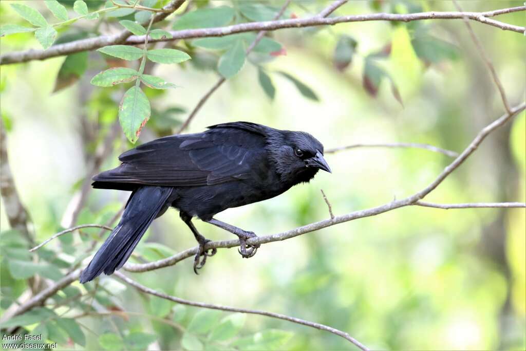 Chopi Blackbird